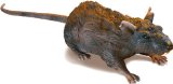 Uncle Milton Radio Control Rat