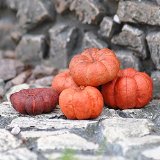 Miniature Fairy Garden Putka Pumpkins, 25 Pieces